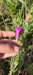 Ipomoea plummerae