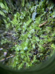 Selaginella apoda