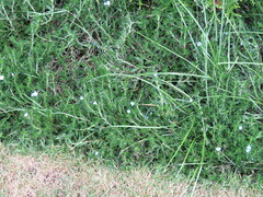 Glandora prostrata
