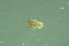 Chilomycterus schoepfii