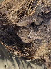 Centrocercus urophasianus