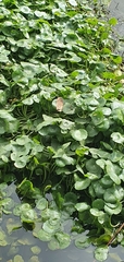 Hydrocotyle verticillata