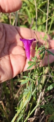 Ipomoea plummerae