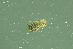 Chilomycterus schoepfii