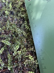 Selaginella apoda
