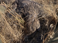 Centrocercus urophasianus