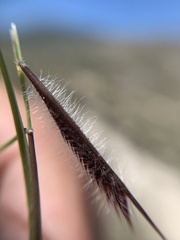 Bouteloua hirsuta