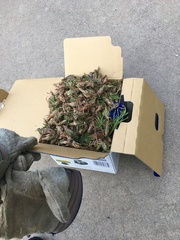 Thyridopteryx ephemeraeformis