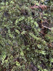 Selaginella apoda