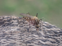 Aedes vittiger