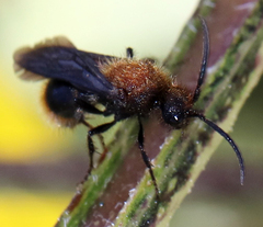 Pseudomethoca propinqua