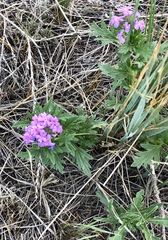 Glandularia wrightii