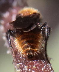 Pseudomethoca propinqua