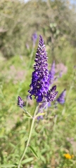 Salvia lavanduloides