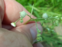 Parthenium hysterophorus