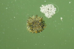 Chilomycterus schoepfii