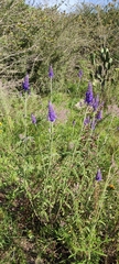 Salvia lavanduloides