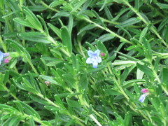Glandora prostrata