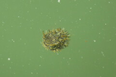 Chilomycterus schoepfii