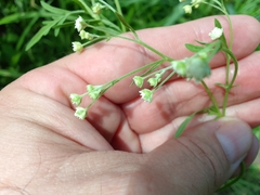 Parthenium hysterophorus