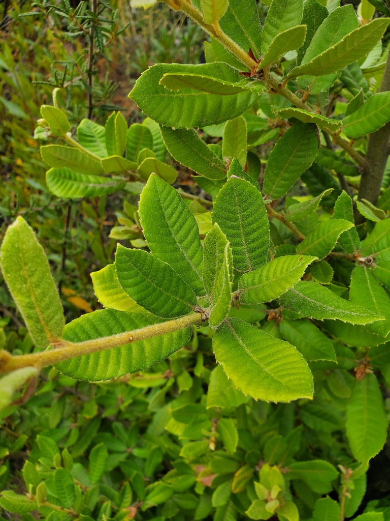 Notholithocarpus