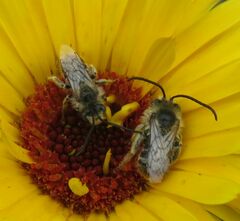 Melissodes microstictus