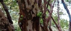 Plinia cauliflora