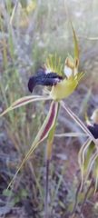 Caladenia stricta