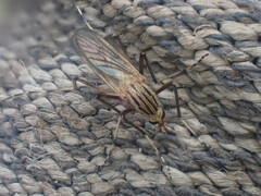 Aedes vittiger