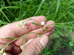Parthenium hysterophorus