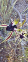 Caladenia stricta
