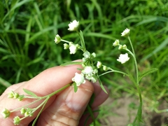 Parthenium hysterophorus