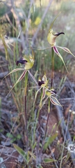Caladenia stricta