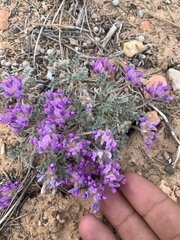 Oxytropis oreophila