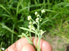 Parthenium hysterophorus
