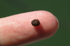 Acanthostracion quadricornis