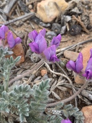 Oxytropis oreophila