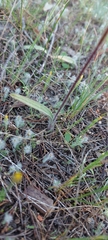 Caladenia stricta