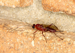 Cryptinae
