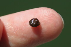 Acanthostracion quadricornis