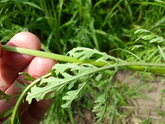 Parthenium hysterophorus