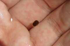 Acanthostracion quadricornis