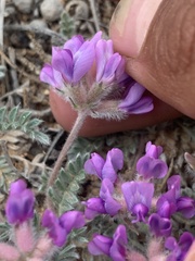 Oxytropis oreophila