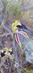 Caladenia stricta