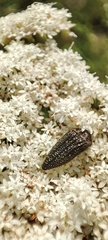 Acmaeodera cuprina