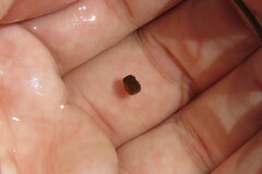 Acanthostracion quadricornis
