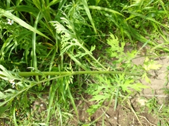 Parthenium hysterophorus