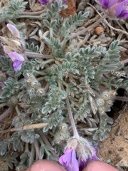 Oxytropis oreophila