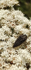 Acmaeodera cuprina