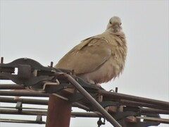 Streptopelia decaocto